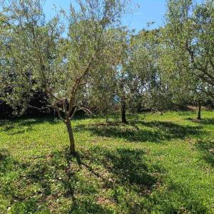 PEROJ – POLJOPRIVREDNO ZEMLJIŠTE 2.715 m² U BLIZINI MORA
