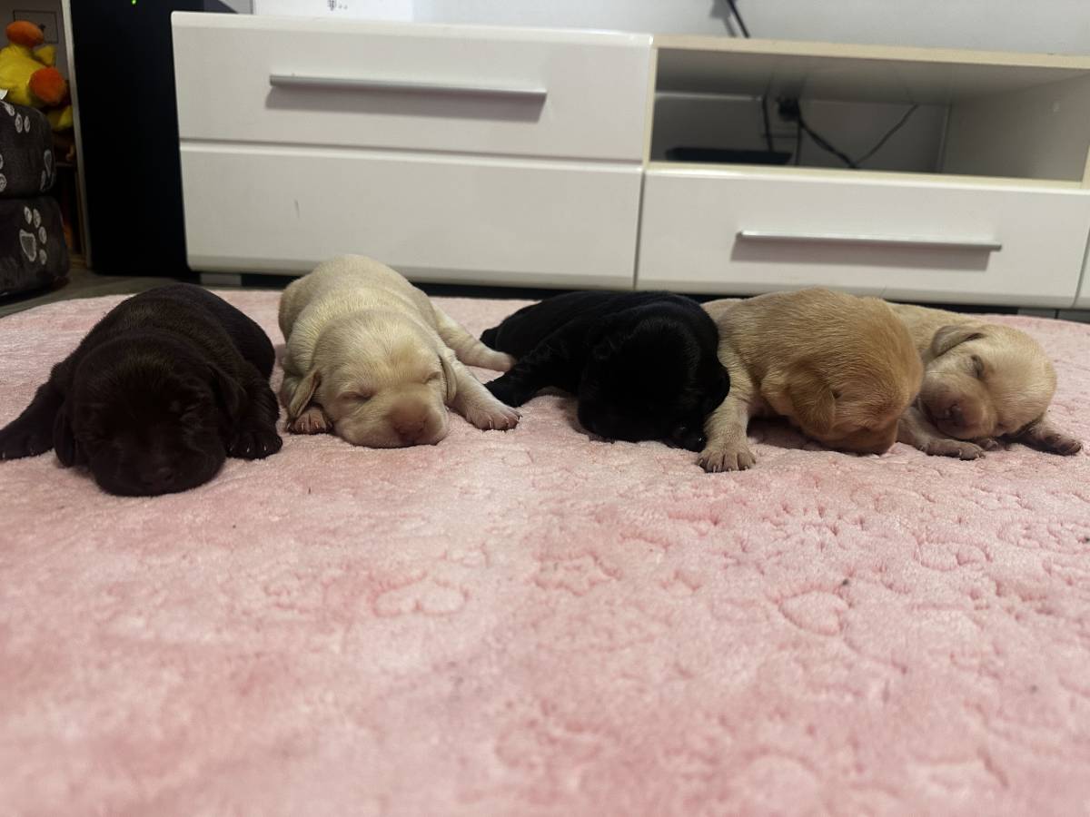 Poklanjam čistokrvne psice Labradora