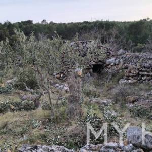 Poljoprivredno zemljište s 146 maslina