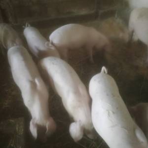 Prasci 6 kom oko 25 kg bjelovar 4e/kg