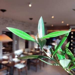 ŠIBENIK, CENTAR, vrhunski uhodani restaurant, prvi red do mora.
