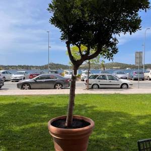 ŠIBENIK, CENTAR, vrhunski uhodani restaurant, prvi red do mora.