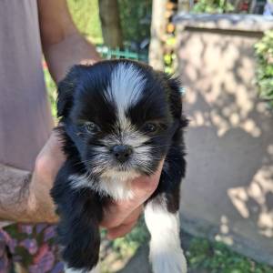 ŠTENCI MALSHI ( SHIH TZU MALTEZER)