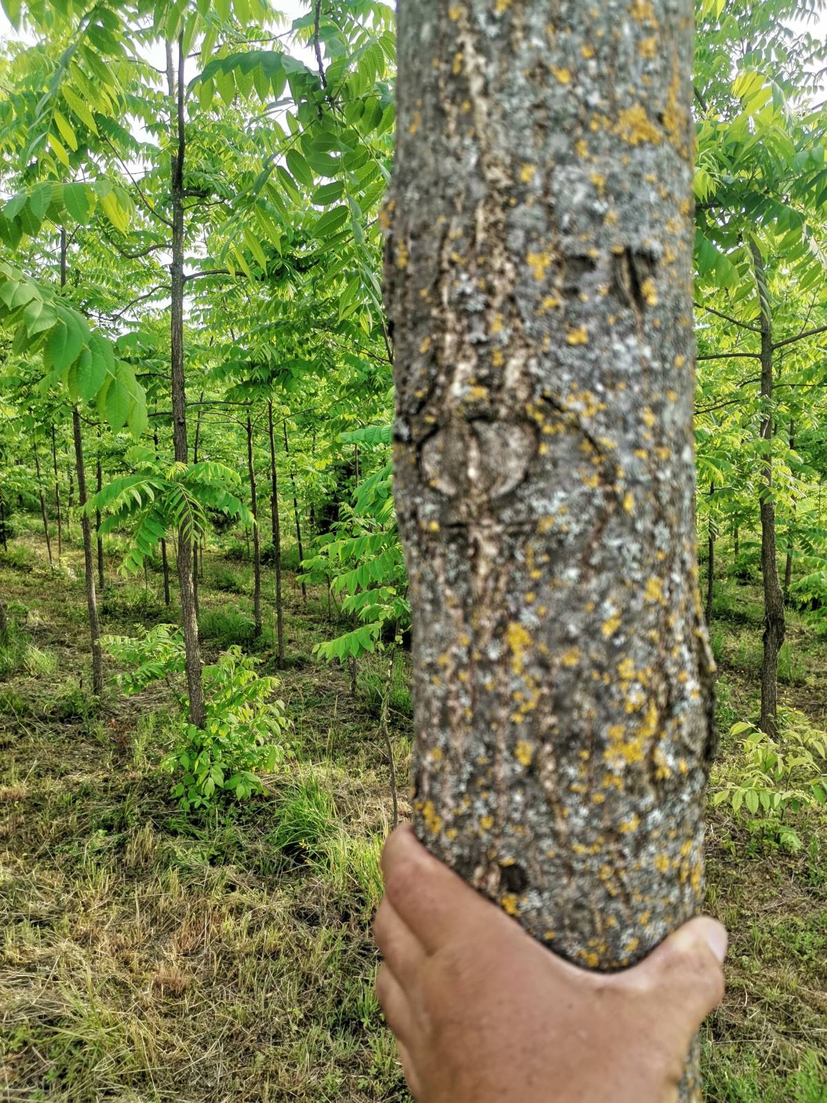 Šuma crnog oraha