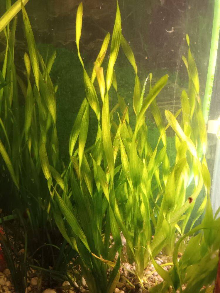 Akvarijsko bilje