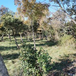 Barban, okolica, građevinsko zemljište 