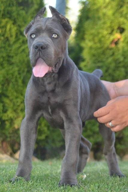 Cane Corso, vrhunski štenci