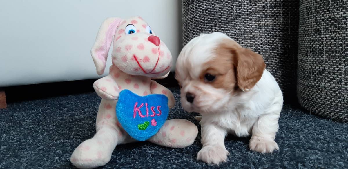 Cavalier King Charles španiel-štenci, pomoć u odgoju i školovanju