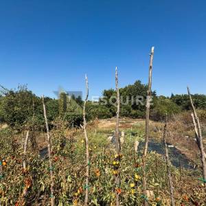 DIKLO - Kuća katnica za adaptaciju s velikom okućnicom - 592m2