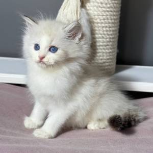 Dostupni ragdoll mačići
