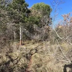 EKSLUZIVNA PRODAJA PROSTRANE ŠUME U KRNICI