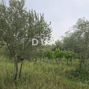 ISTRA, LABIN – Kućica u prirodi, potpuna osama s velikom okućnicom