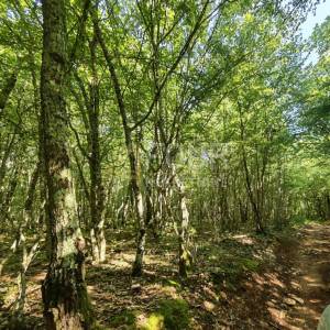 Istra, Svetvinčenat - okolica, poljoprivredno zemljište, 6122m2