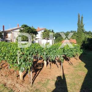ISTRA, ŽMINJ – Imanje na 9.032 m², tri samostojeće kuće, dva bazena 