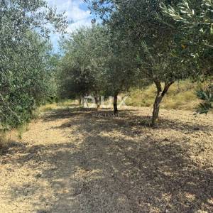 ISTRA,GROŽNJAN - Građevinsko zemljište s predivnim pogledom i maslinama