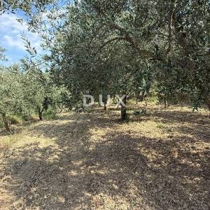 ISTRA,GROŽNJAN - Građevinsko zemljište s predivnim pogledom i maslinama