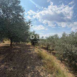 ISTRA,GROŽNJAN - Građevinsko zemljište s predivnim pogledom i maslinama