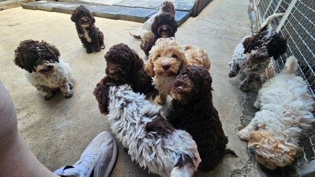Lagotto Romagnolo, kvalitetni štenci