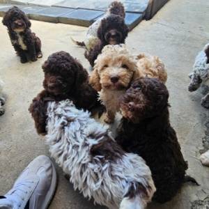 Lagotto Romagnolo, kvalitetni štenci