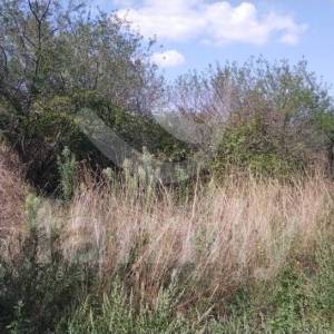 LIJEPO POLJOPRIVREDNO ZEMLJIŠTE SA MASLINIKOM OD 80 STABALA