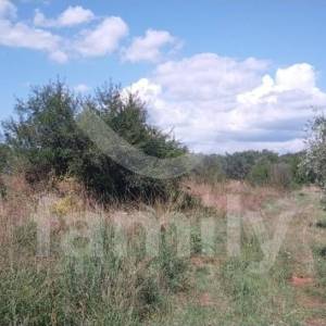 LIJEPO POLJOPRIVREDNO ZEMLJIŠTE SA MASLINIKOM OD 80 STABALA