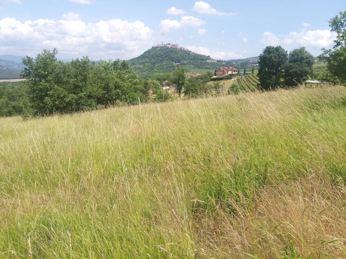 Motovun 8946m2 veliko zemljište