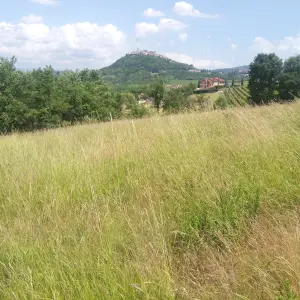 Motovun 8946m2 veliko zemljište
