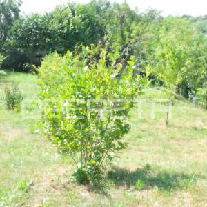 Perjavica, Perjavica, 5.328,00 m2, 850.000,00 EUR