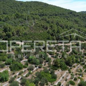 Poljoprivredno zemljište 2.784 m2 u Blatu, Korčula