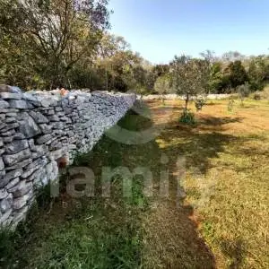 PREDIVAN MASLINIK NA VRLO MIRNOJ I IZOLIRANOJ LOKACIJI