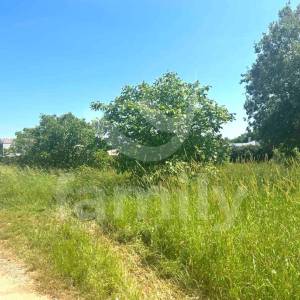 PRILIKA - MASLINIK U MARČANI SA 240 MASLINA