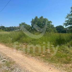 PRILIKA - MASLINIK U MARČANI SA 240 MASLINA