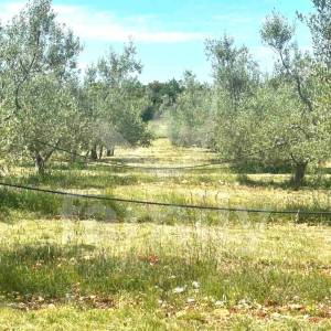 PRILIKA - MASLINIK U MARČANI SA 240 MASLINA