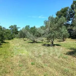 PRODAJA PREDIVNOG MASLINIKA NA MIRNOJ LOKACIJI