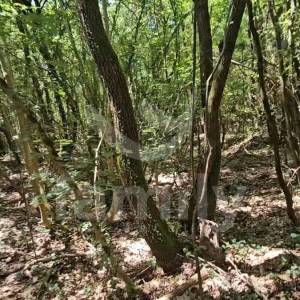 PRODAJA PROSTRANOG POLJOPRIVREDNOG ZEMLJIŠTA U KRNICI