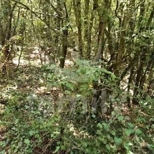 PRODAJA PROSTRANOG POLJOPRIVREDNOG ZEMLJIŠTA U KRNICI