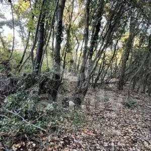PRODAJA PROSTRANOG POLJOPRIVREDNOG ZEMLJIŠTA U VRSARU