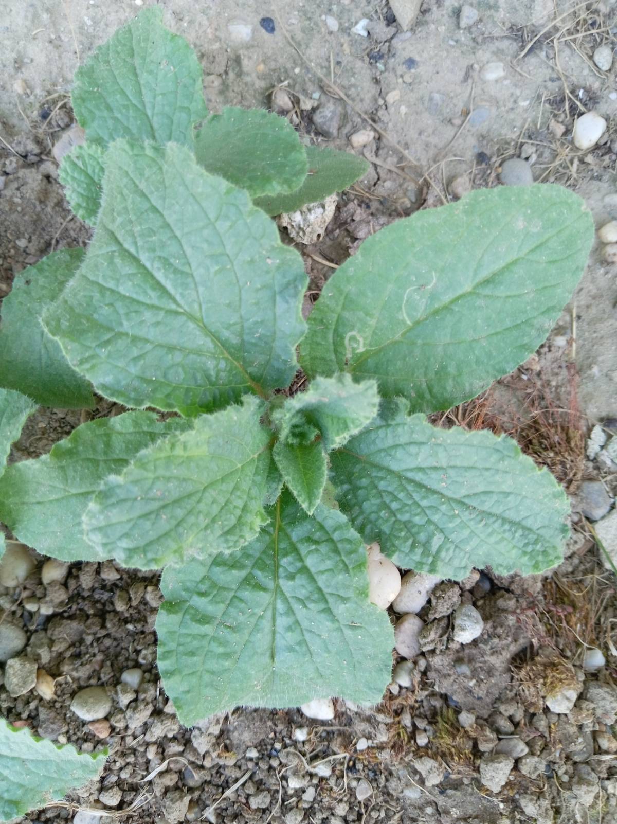 Prodajem presadnice BORAČA ILI BORAŽINE (Borago officinalis L.)