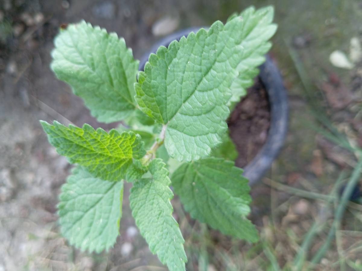Prodajem presadnice matičnjaka (Melissa officinalis)