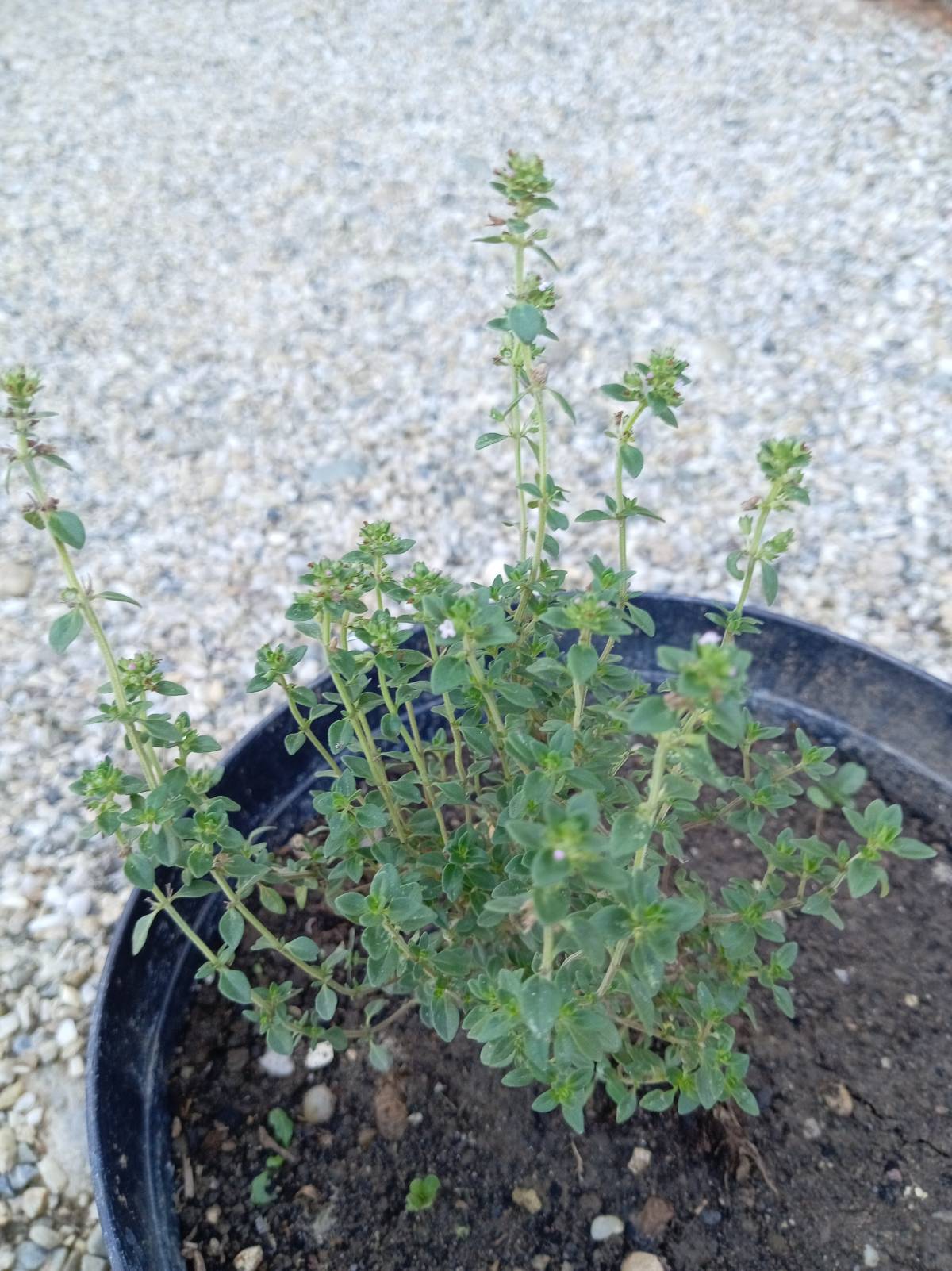 Prodajem sadnice majčine dušice (Thymus serpyllum L.)