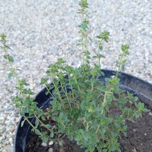 Prodajem sadnice majčine dušice (Thymus serpyllum L.)