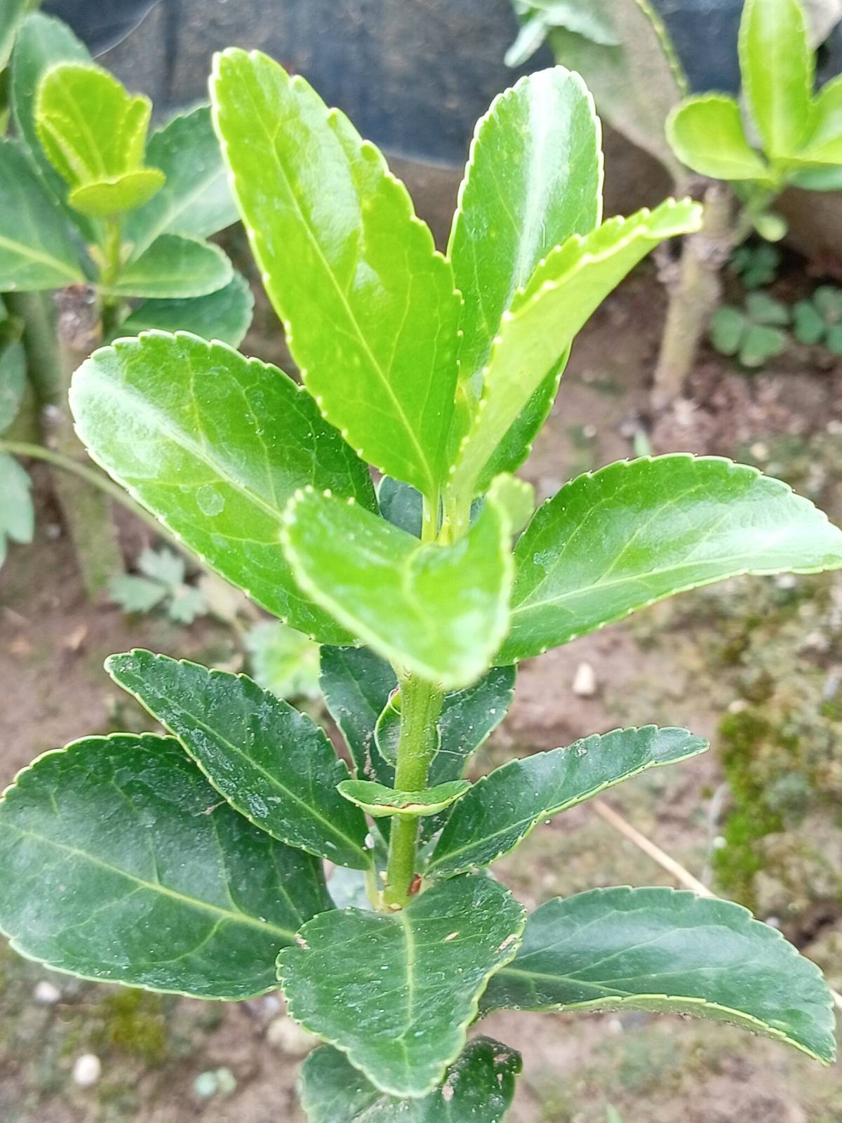 Prodajem sadnice zelene japanske kurike (Euonymus japonicus)