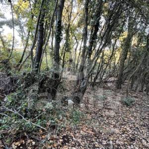 PROSTRANA ŠUMA SA POGLEDOM NA MORE NA MIRNOJ LOKACIJI