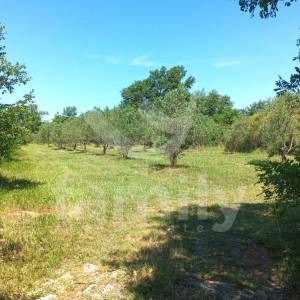 PROSTRANO POLJOPRIVREDNO ZEMLJIŠTE NA ODLIČNOJ LOKACIJI