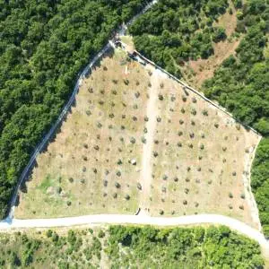 PROSTRANO ZEMLJIŠTE SA MASLINIKOM, VOĆKAMA I  VODOM NA PARCELI