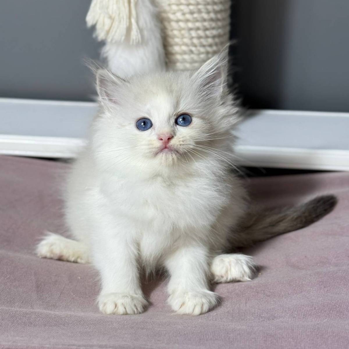 Ragdoll mačići za vas