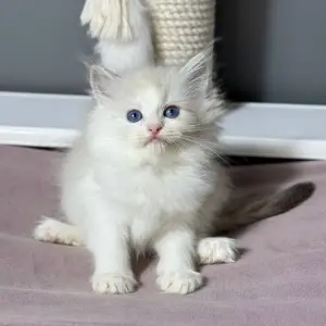 Ragdoll mačići za vas