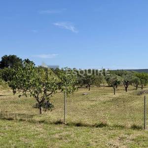 Raštane Gornje, nadomak Biograda na Moru -Kuća s maslinikom na gotovo 4.000 m²!!