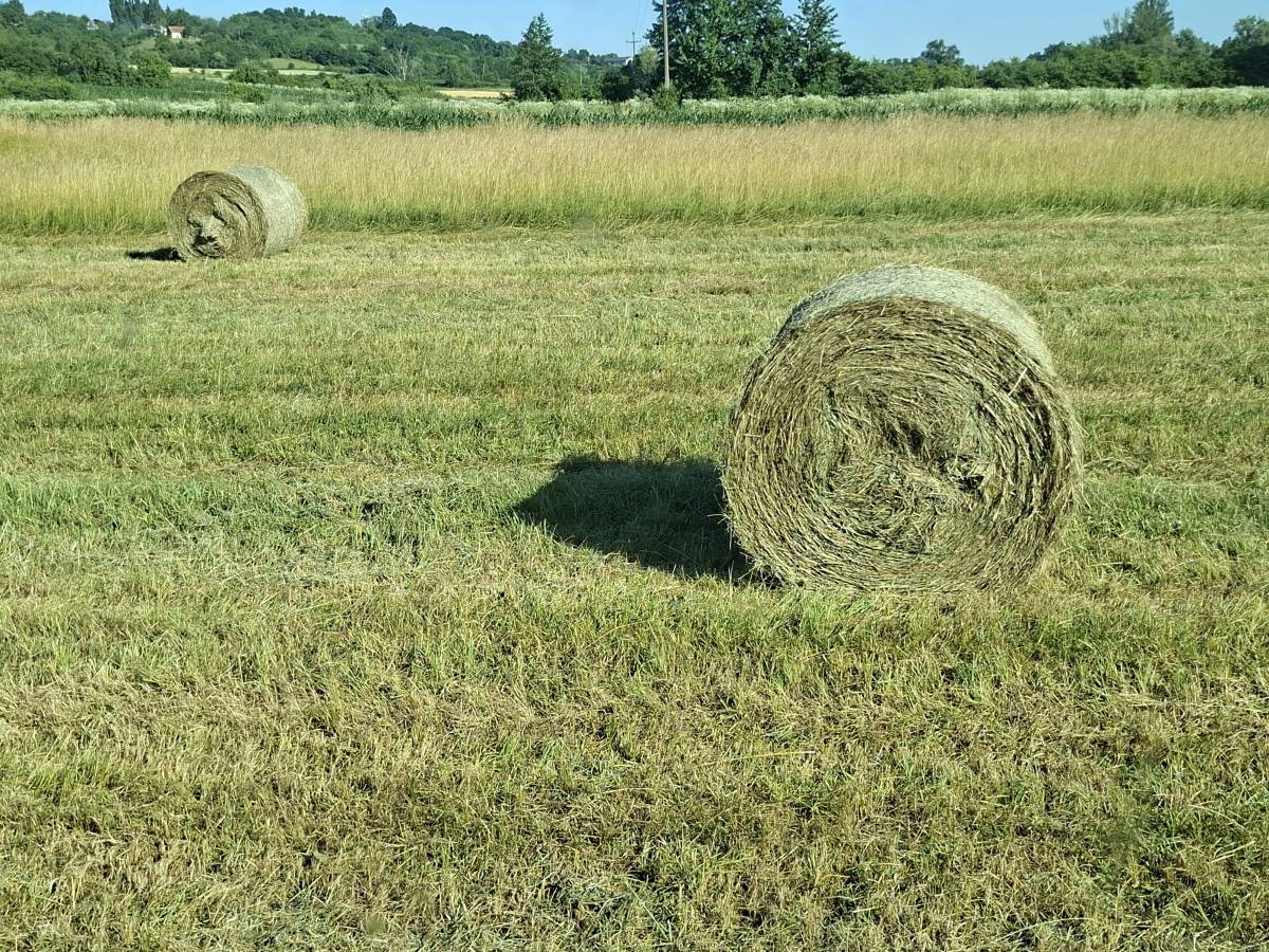 Sijeno rolo bale