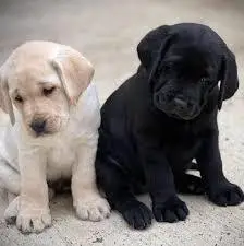 Štenci labradora retrivera za vas.